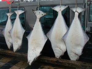 Five Halies over a hundred pounds